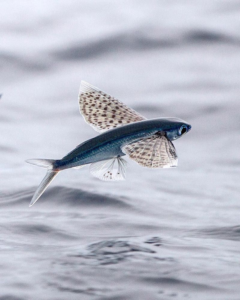 Flying Fish