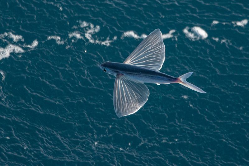 Flying Fish