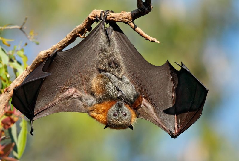 Flying Fox