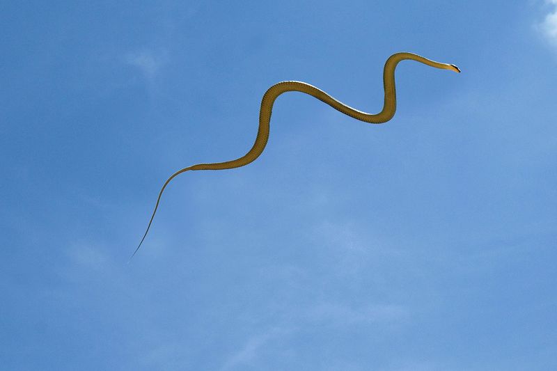 Flying Snake