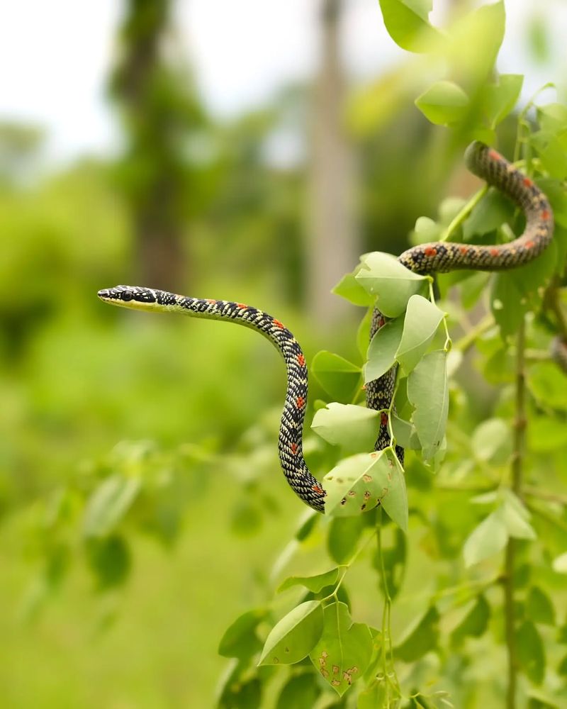 Flying Snake