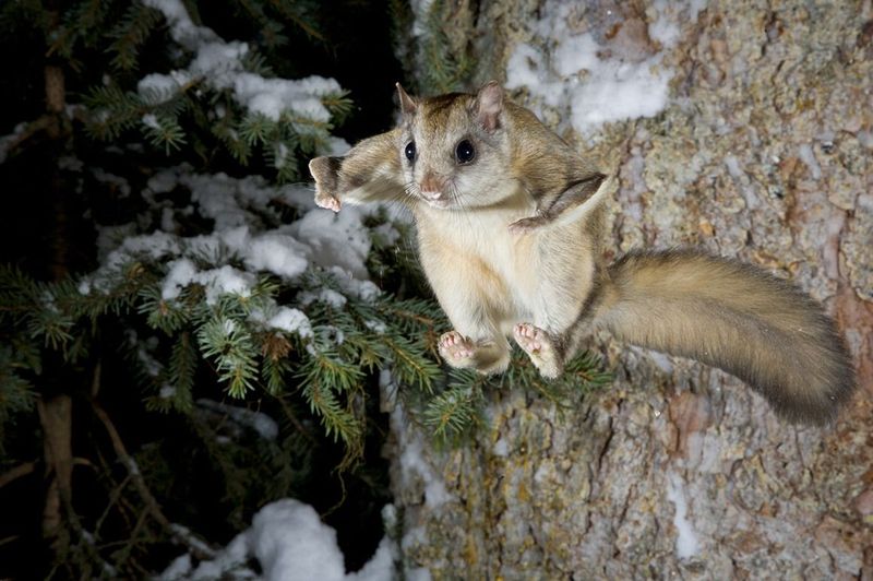 Flying Squirrel