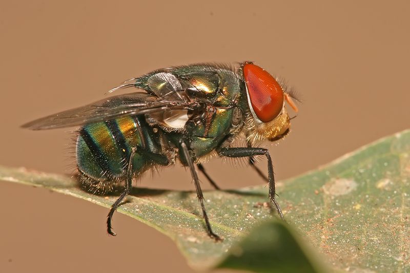 Forensic Uses of Blowflies