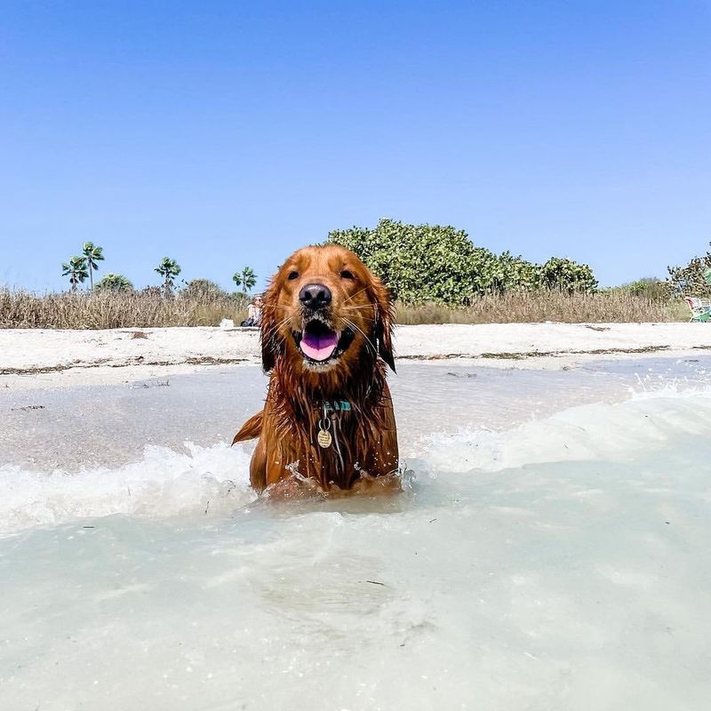 Fort De Soto Dog Beach (Florida)