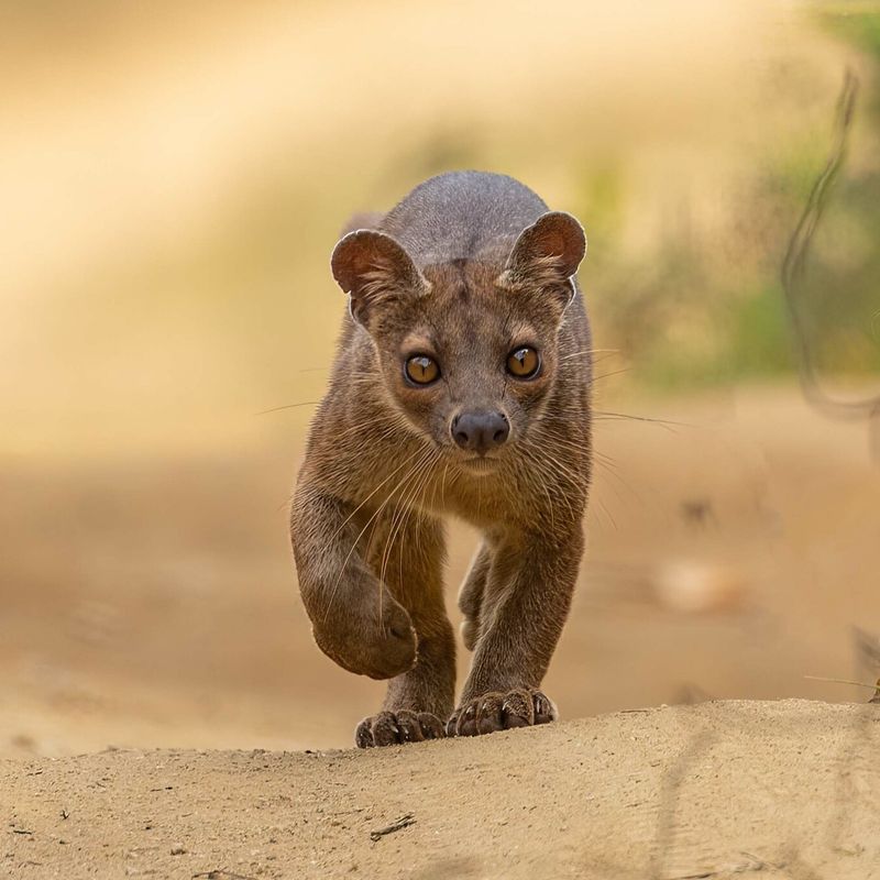 Fossa