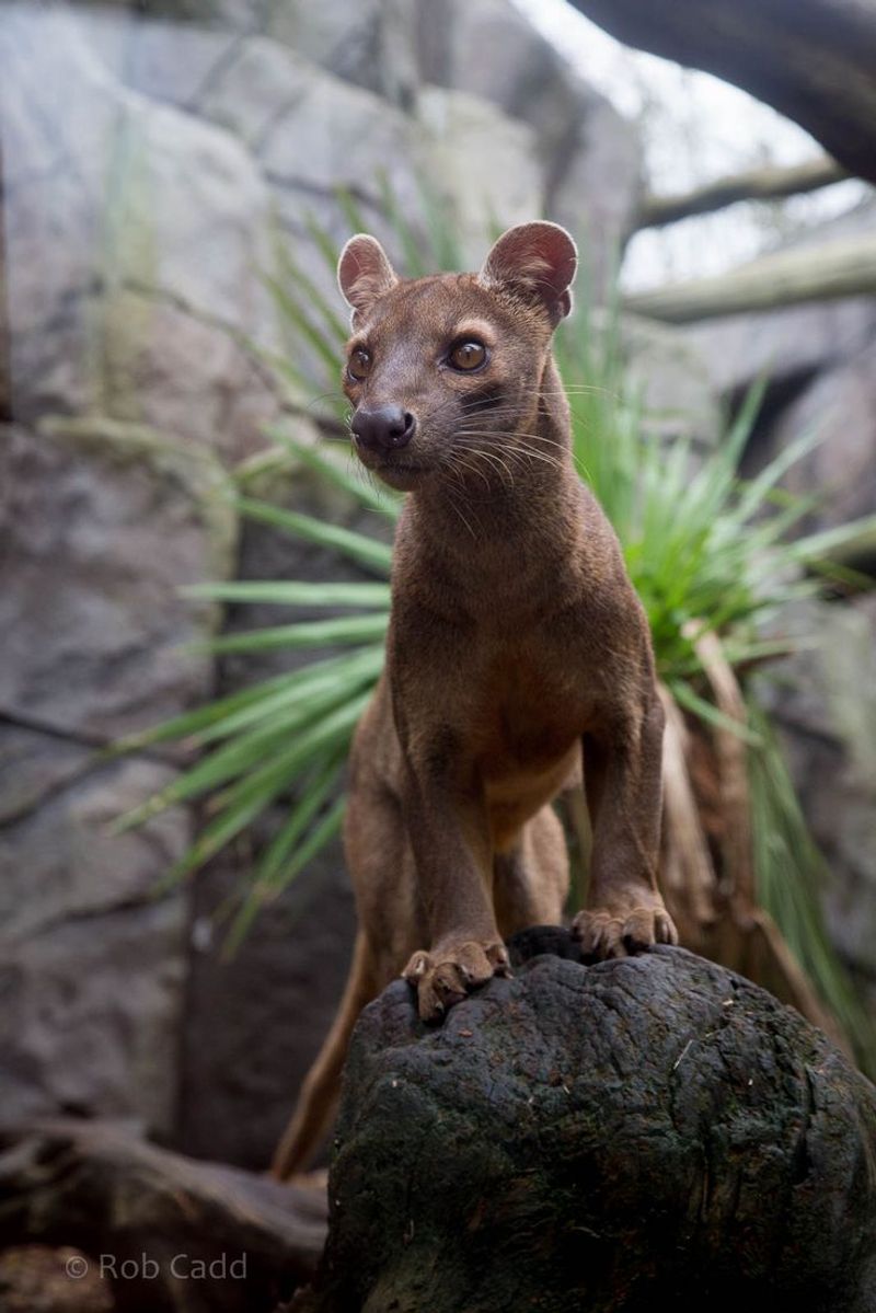 Fossa