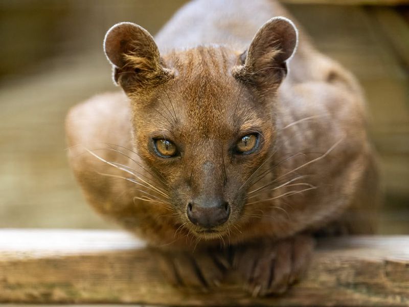 Fossa in Madagascar