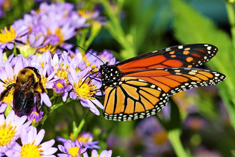 Fostering Insect Diversity