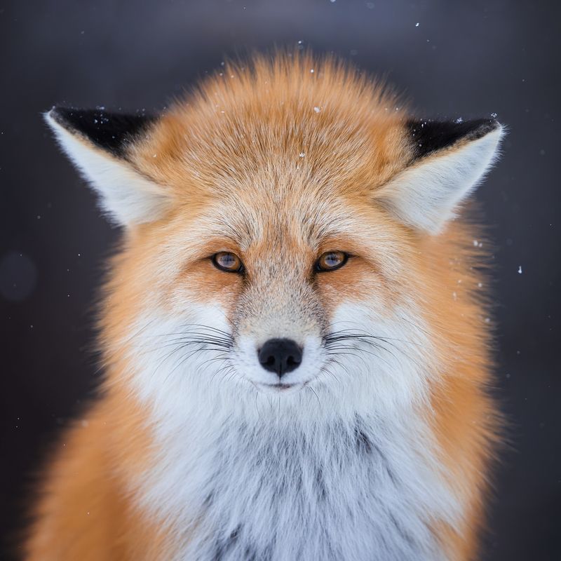 Fox