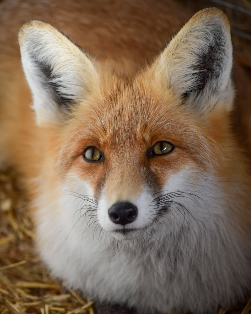 Fox