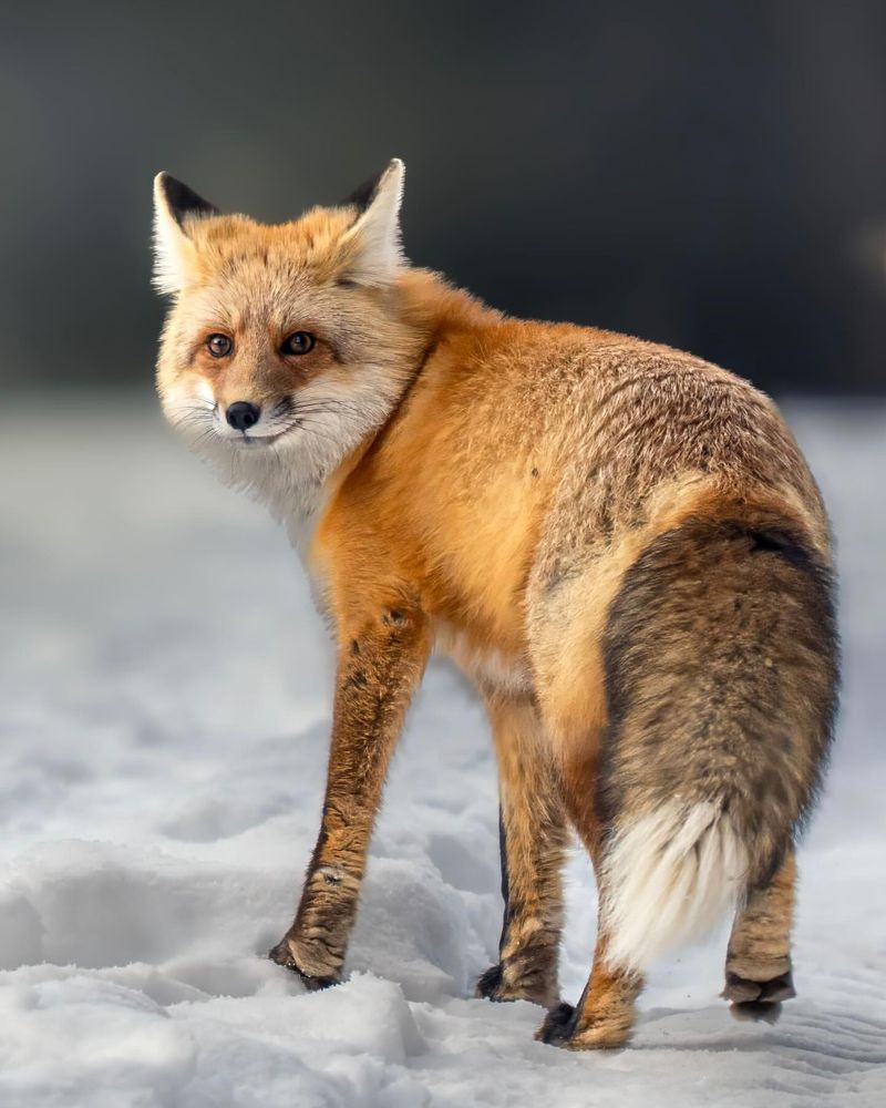 Fox