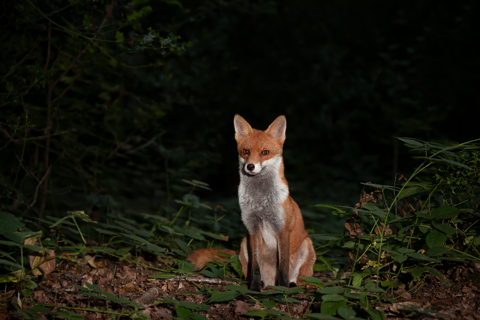 fox at night