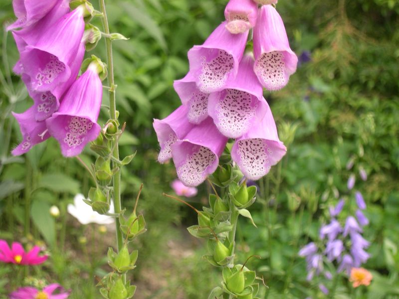 Foxglove