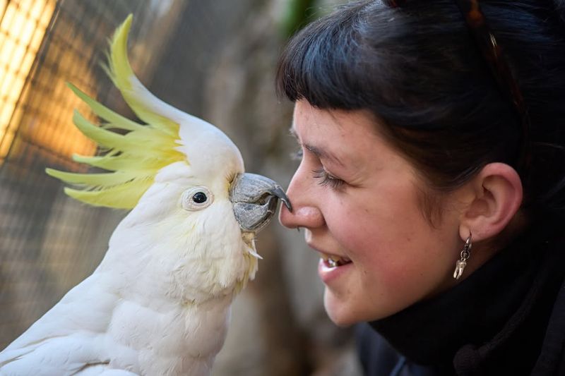 Fred the Cockatoo