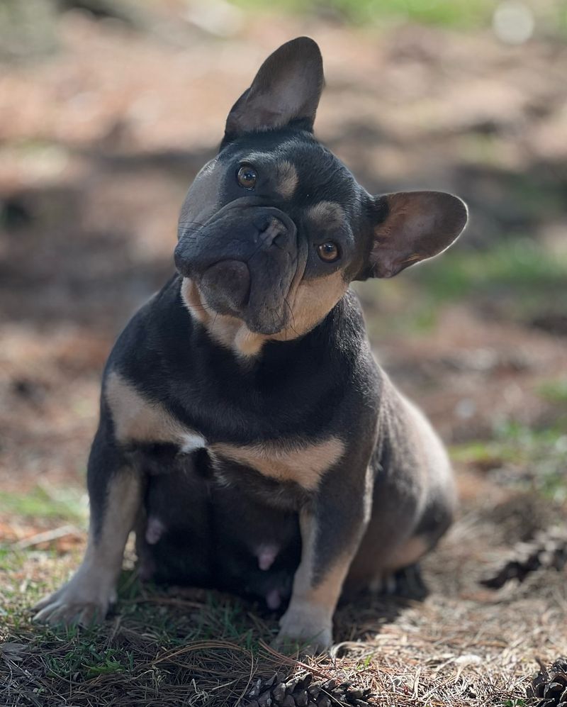 French Bulldog