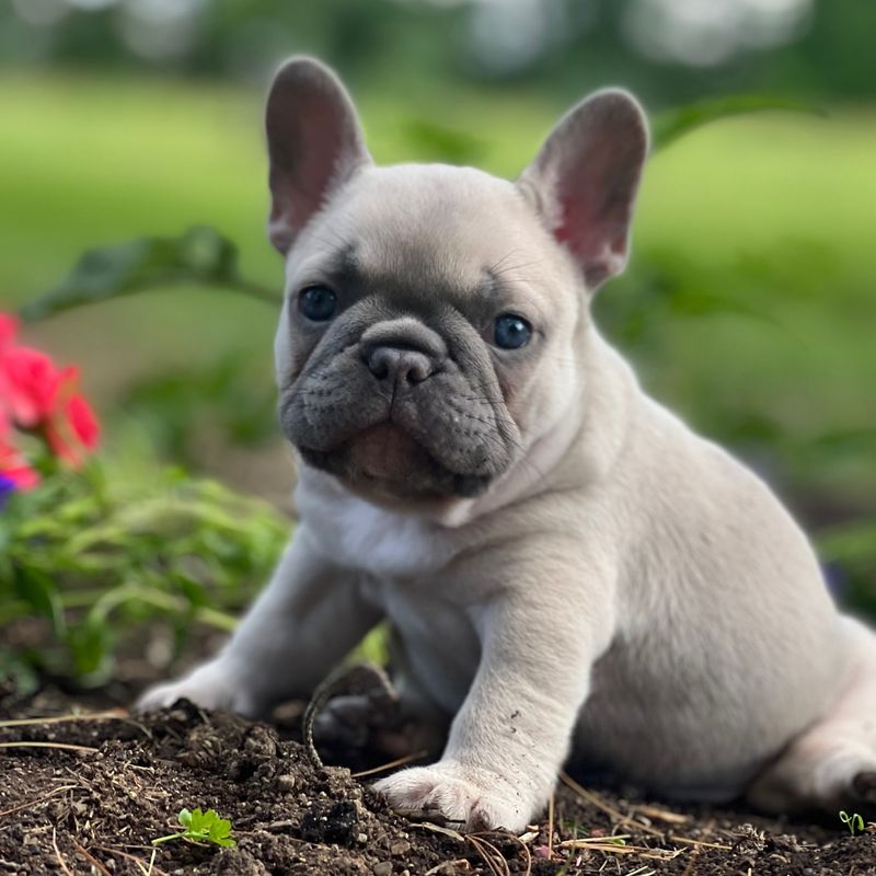 French Bulldog