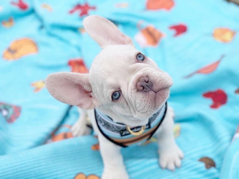 French Bulldog