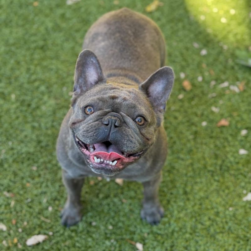 French Bulldog