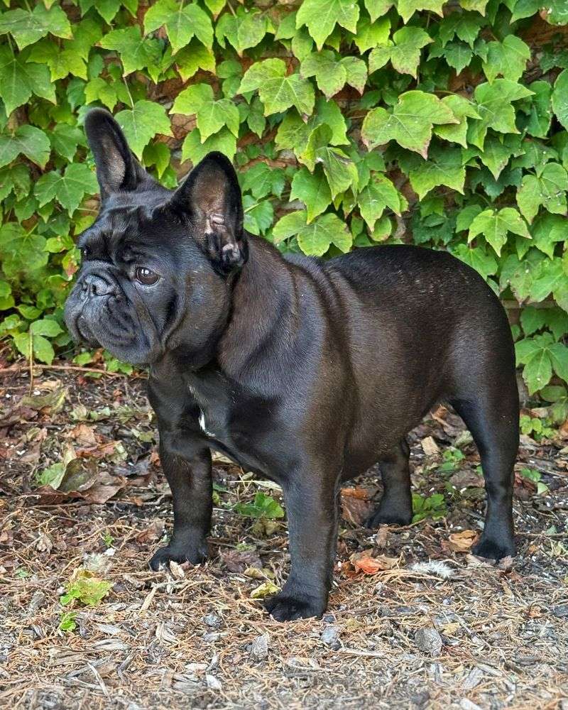 French Bulldog