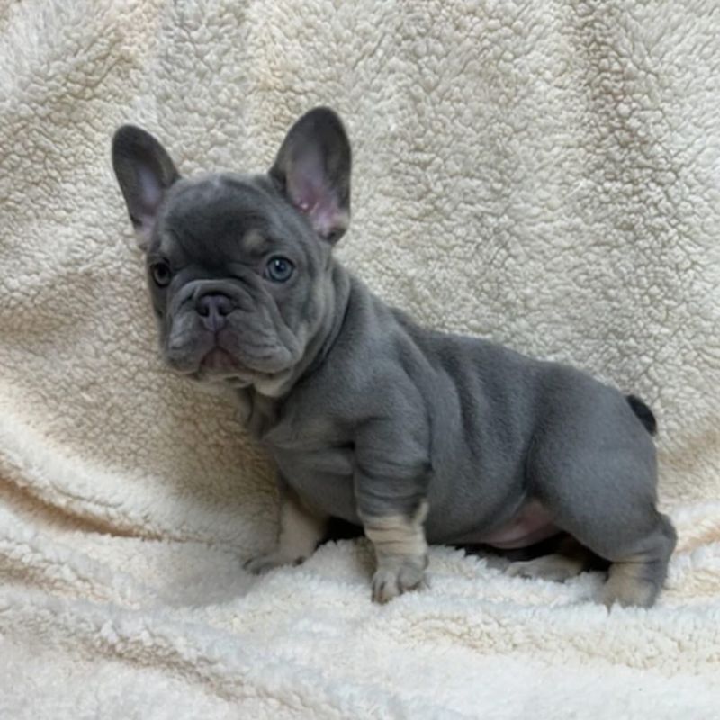 French Bulldog