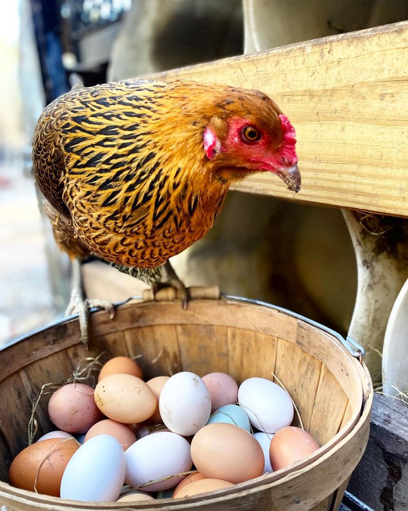 Fresh Eggs Daily