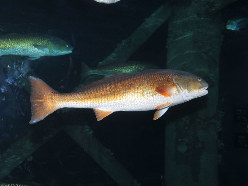 Freshwater Drum