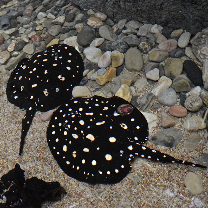 Freshwater Polka Dot Stingray