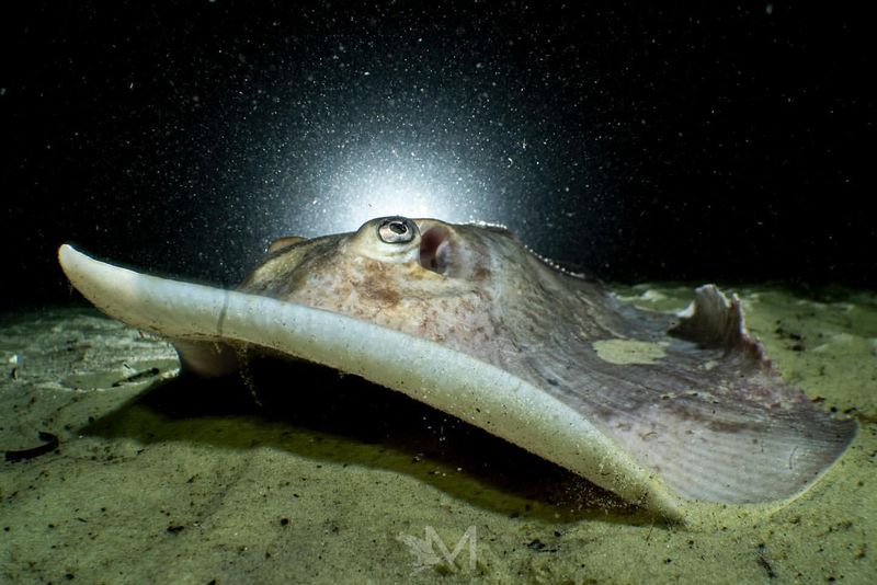 Freshwater Stingray