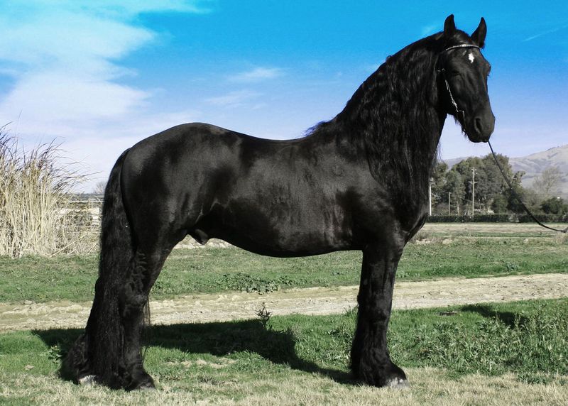 Friesian Horse