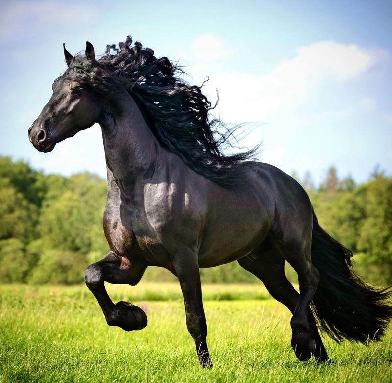 Friesian Horse