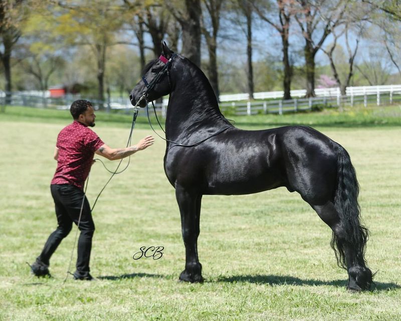 Friesian Horse