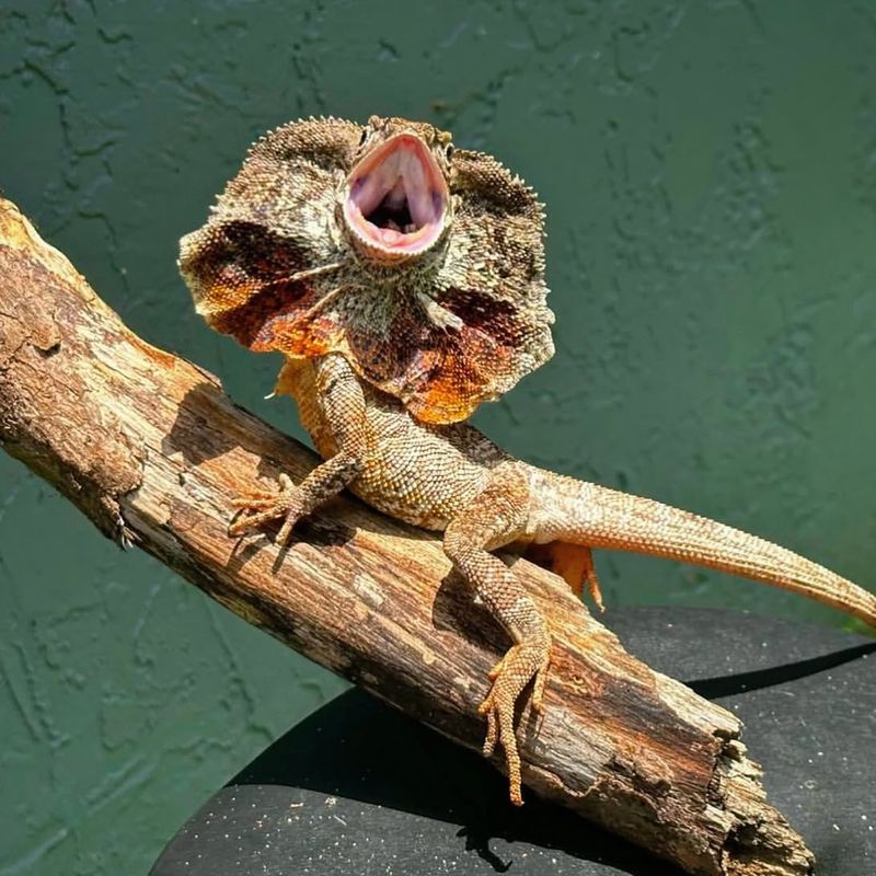 Frilled Lizard