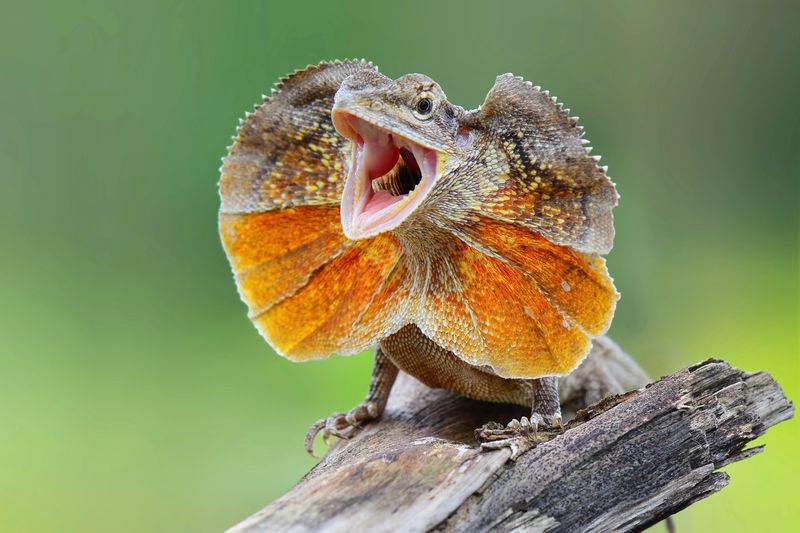 Frilled Lizard