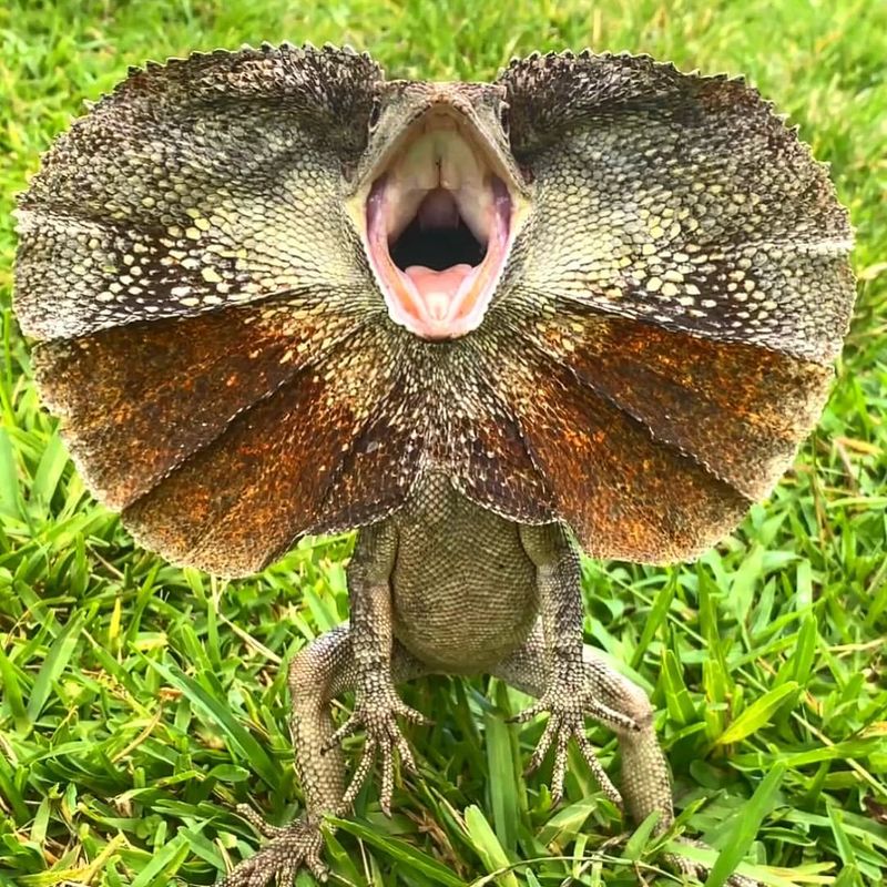 Frilled Lizard