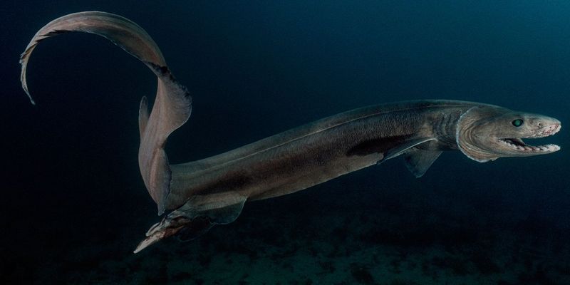 Frilled Shark