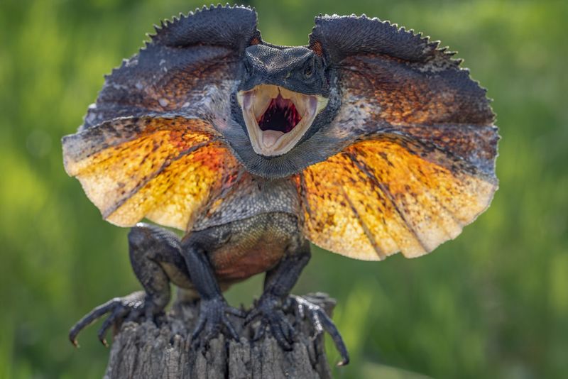 Frilled-neck Lizard