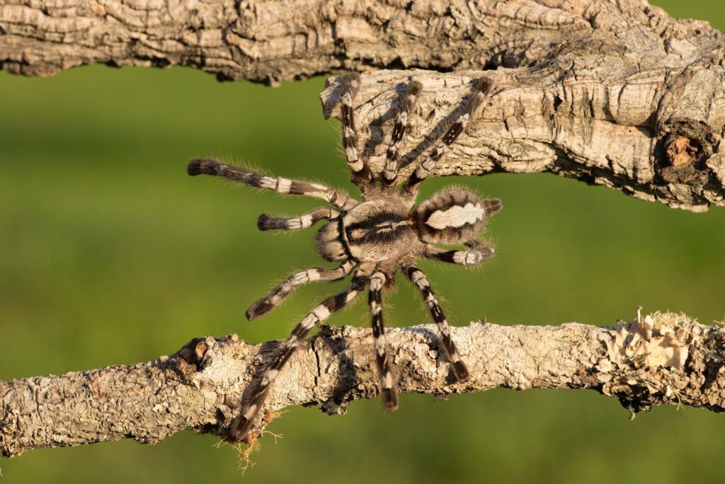 Fringed Ornamental Tarantula