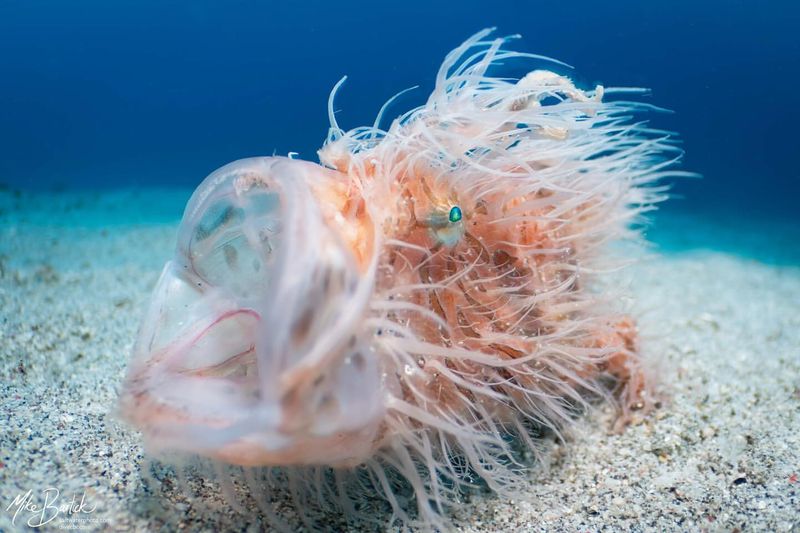 Frogfish