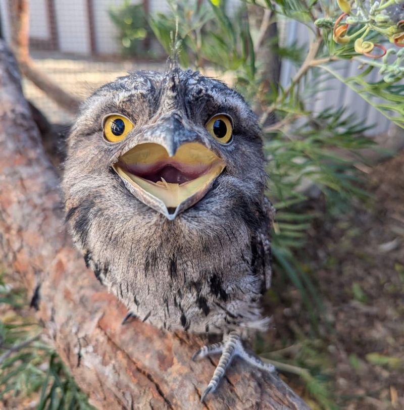 Frogmouth