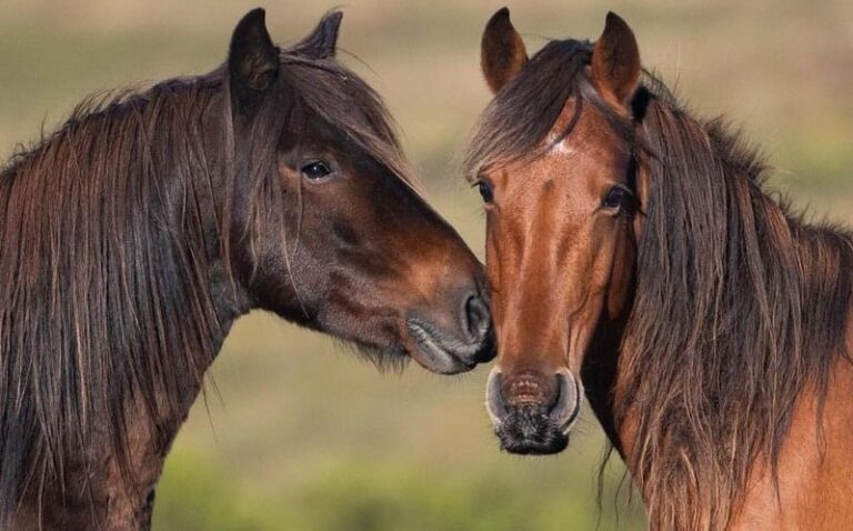 From Tame To Wild 12 Domesticated Animals That Went Rogue