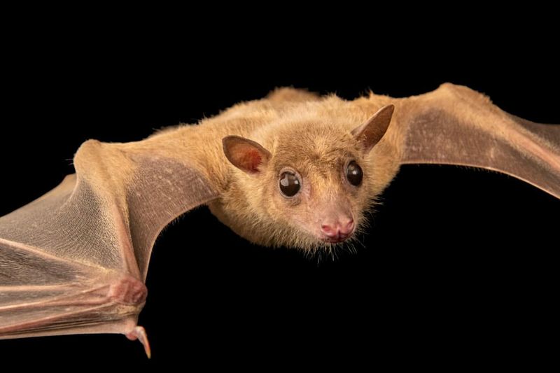 Fruit Bat