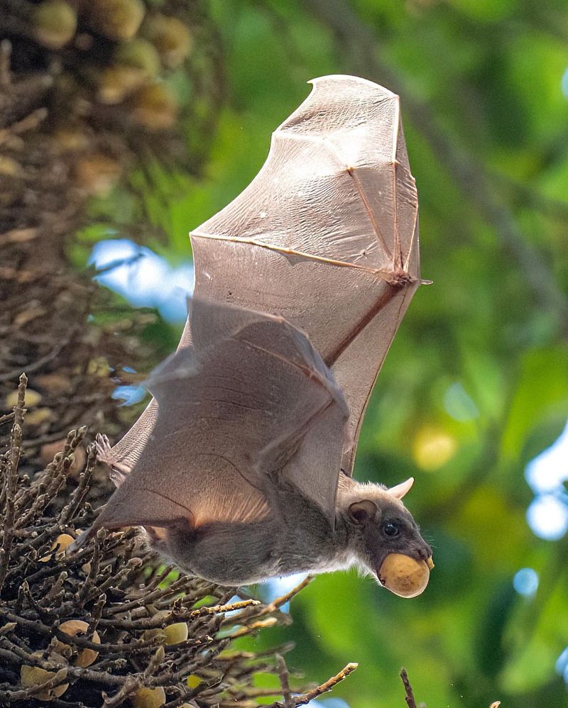 Fruit Bat