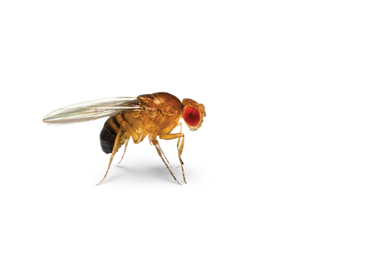 Fruit Flies