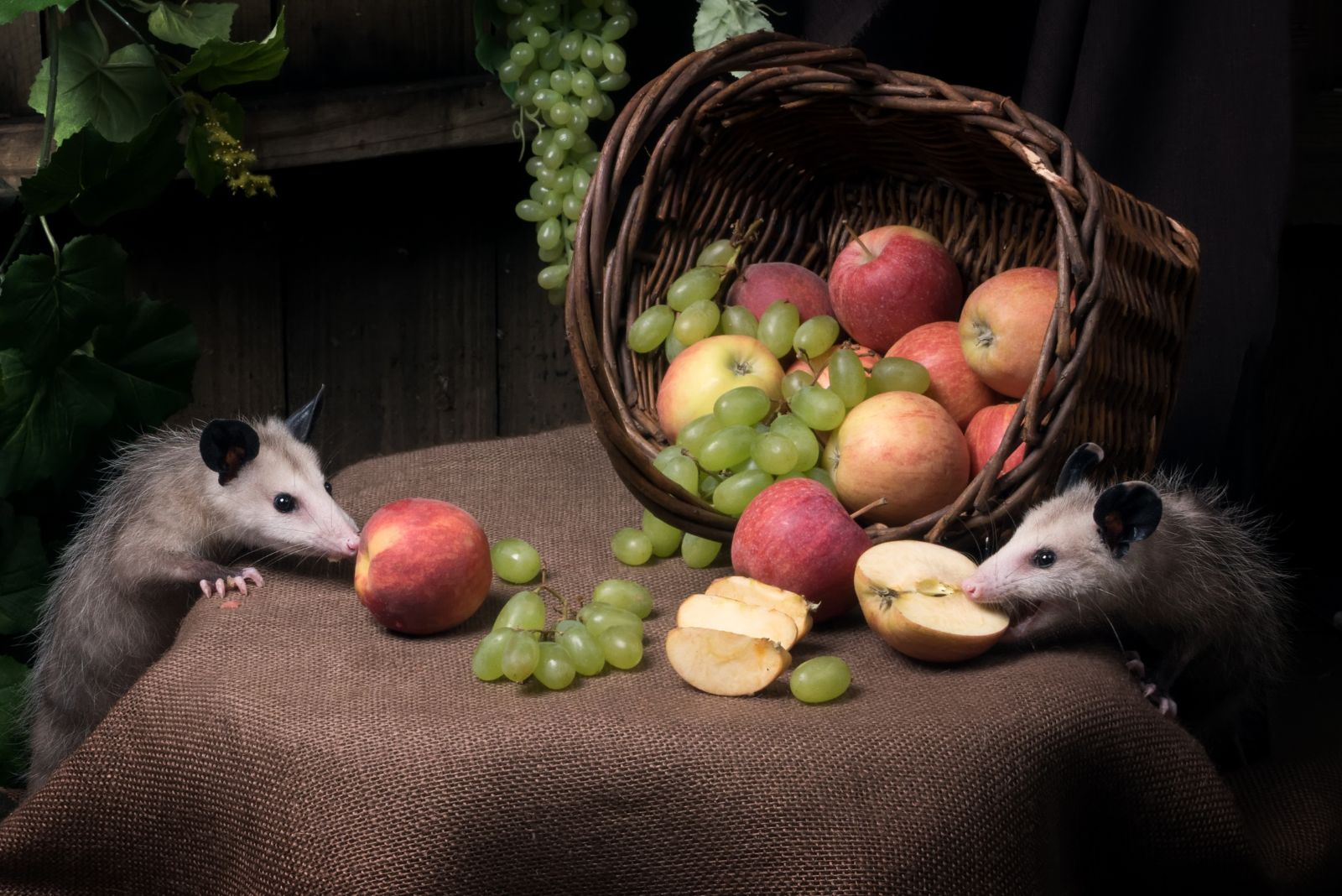 Fruits and Opossums