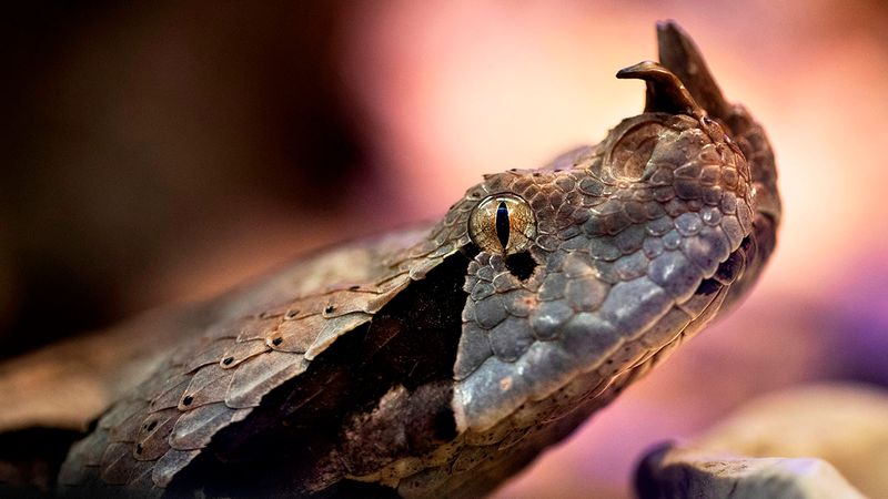 Gaboon Viper