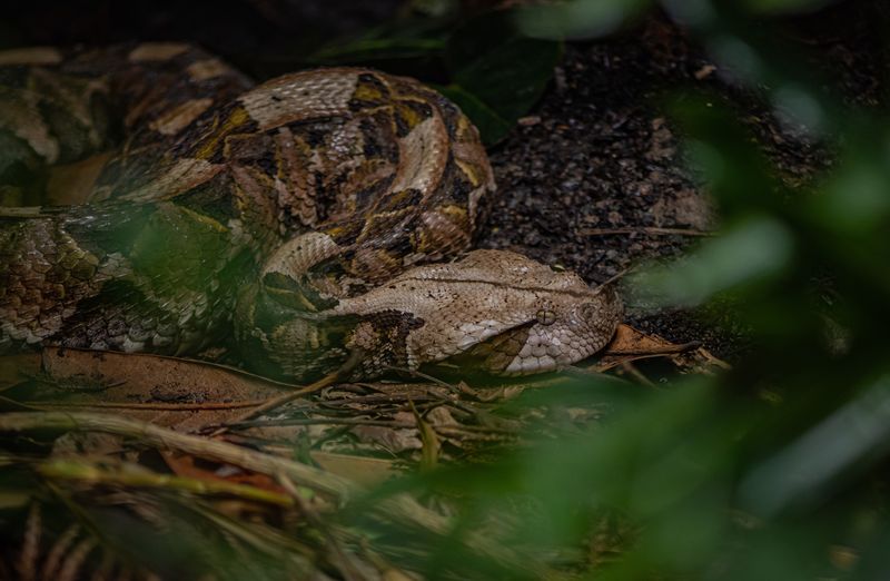 Gaboon Viper