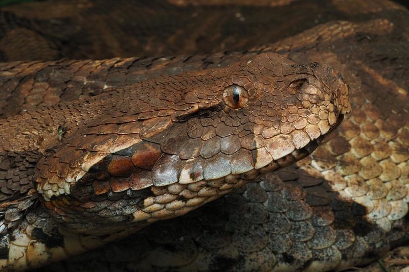 Gaboon Viper