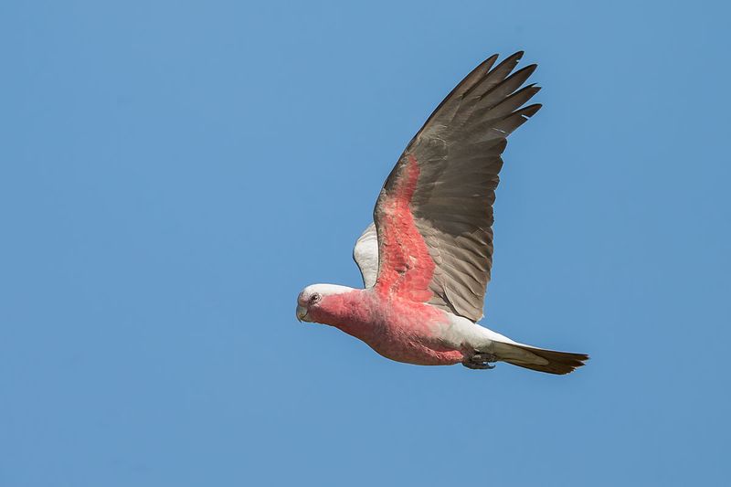 Galah