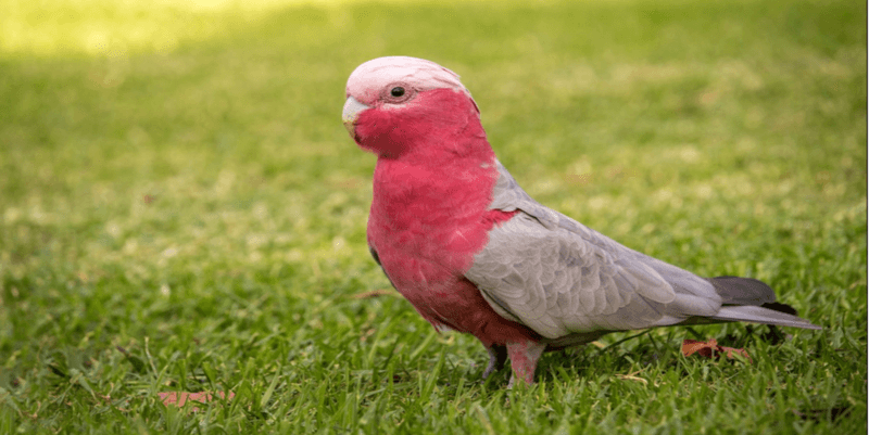 Galah