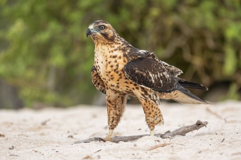 Galapagos Hawk